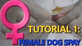 How to: Female dog spay