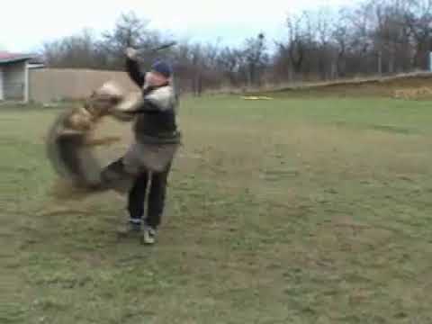 Vasco Vikar   YouTube