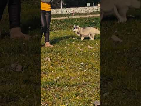 Perros Husky Siberiano en venta