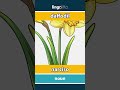 daffodil - narciso video thumbnail
