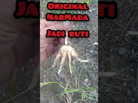 #NARMADA JADI BUTI #ORGINALNARMADA #shorts #shortfeed #trending #youtubeshorts #viral #jadibuti