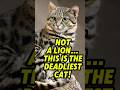 This Is The Deadliest Cat Shorts DeadliestCat BlackFootedCat
