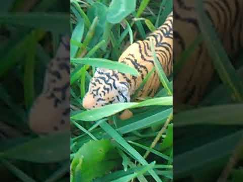 Schleich horse movie- battle field, season 1 episode 1