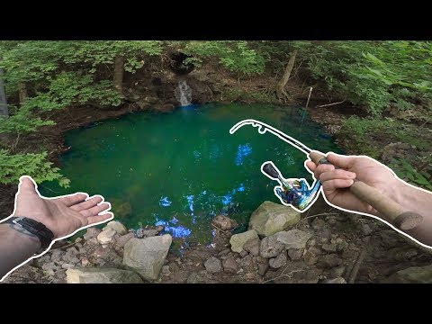 Småfisk i den lille dam