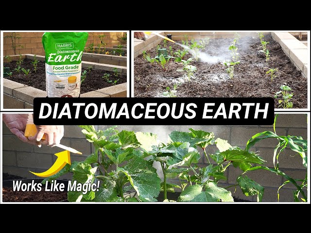 Video pronuncia di diatomaceous earth in Inglese
