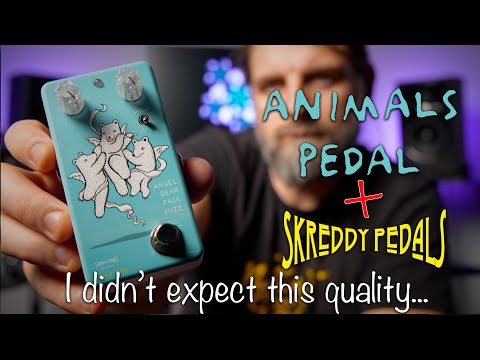 Angel Bear Face Fuzz by Animals Pedal | RockBoard