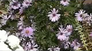 Jellyfish - Russian Hill / Flowers &amp; Tips