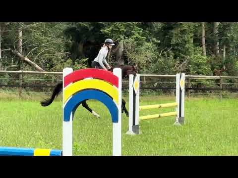 5 year Old Gelding by Dancier Gold