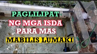 PAGLILIPAT NG MGA ISDA PARA MAS MABILIS LUMAKI