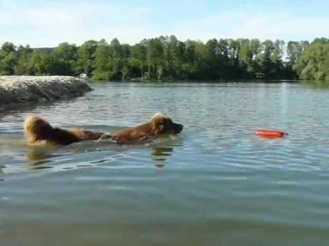 Australian Shepherd schwimmt mit Dummy