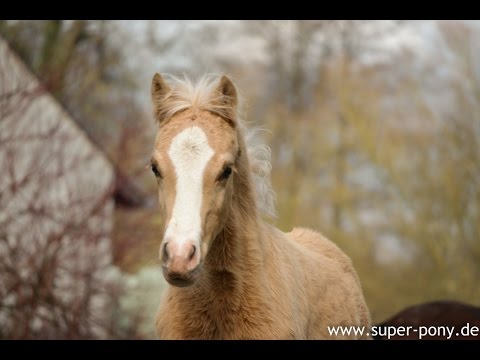 MEHR ALS SIE ERWARTEN Hengstfohlen von Movie Star