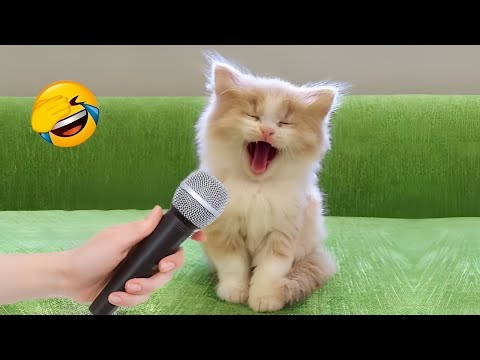 Essayer de ne pas rire meilleurs chiens et chats drôles partie 4