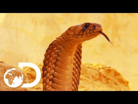 The Most Deadly Snake Of The Egyptian Desert | Wildest Middle East Video