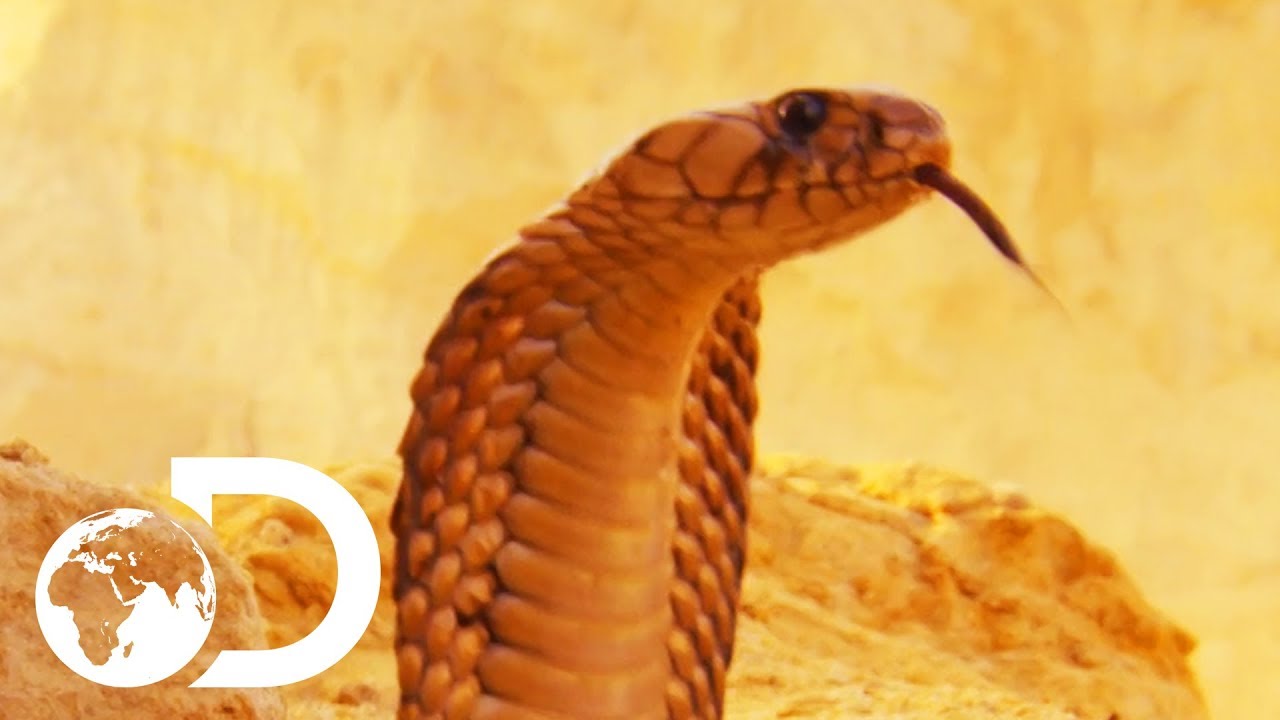<h1 class=title>The Most Deadly Snake Of The Egyptian Desert | Wildest Middle East</h1>
