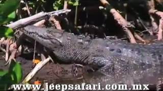 preview picture of video 'jeep safari sian kaan Punta Allen'