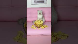 Download lagu The cat stole my chips😂 #cat #cats mp3