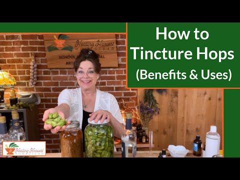 How to Tincture Hops and Benefits & Uses of Hops