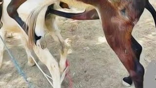 Powerful donkey breeding first time HD Hot 🔥 video mating 🥀🔥🔥🔥🥰🌹🌹🌷🌹🌷🌹🌹🌷