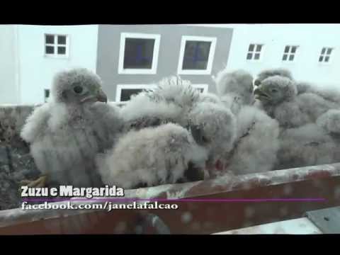 Crias de falcão alimentam-se de pássaro e rato