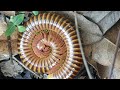 Video Millipede Yongsieutv Mo4ke