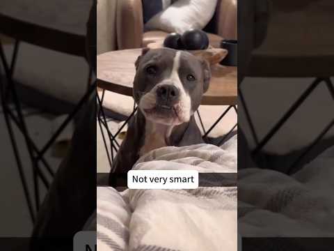 Hilarious dogs#dog #funny #fpy #usa🇺🇸