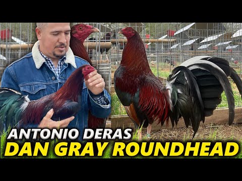 Pure Dan Gray Roundhead Cecil Davis Kelso - Antonio Deraz Farm Beautiful Birds