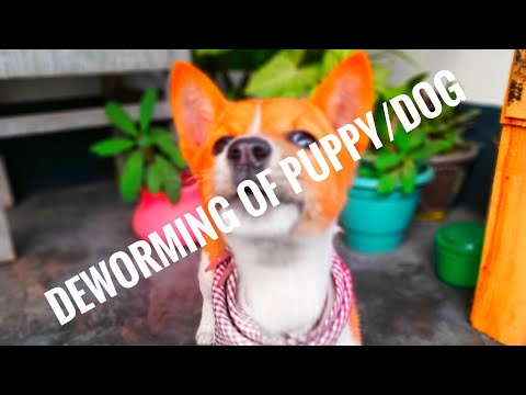 How to deworm a puppy/dog yourself at home| Dog care 🐕