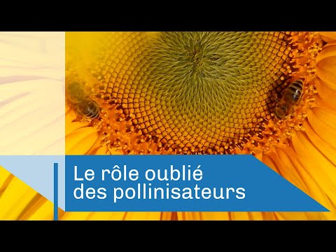 , title : 'Le rôle oublié des pollinisateurs | Reportage CNRS'