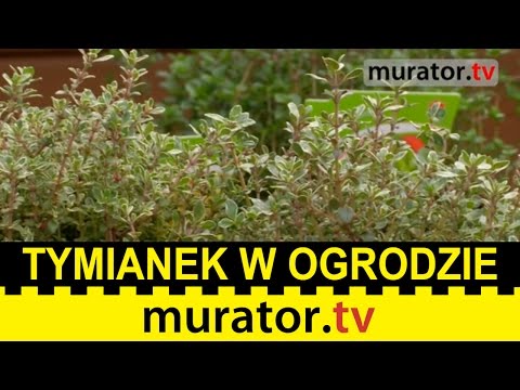 Serum do pieprzu wypadanie włosów Maska do włosów z olejkiem maku