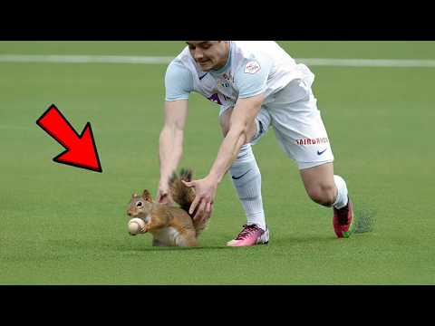 Animal Interference Moments in Sports 😂