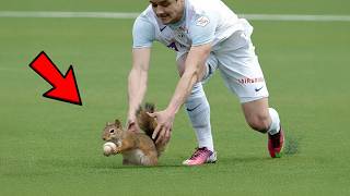 Animal Interference Moments in Sports 😂