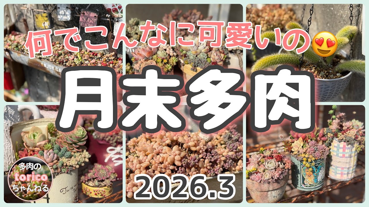 何でこんなに可愛いの😍【月末多肉】2026.3