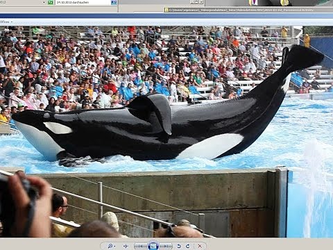 BLACKFISH | Trailer & Filmclips german deutsch [HD]