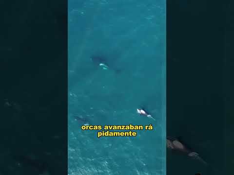 Orcas attack great white sharks at close range. #animals #fyp  #Friendship #Us