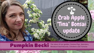Flowering Bonsai - Crab Apple Tina update - May 23