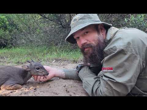 Blue Duiker success! 
