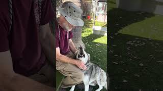 Video preview image #1 Siberian Husky-Unknown Mix Puppy For Sale in Pasadena, CA, USA
