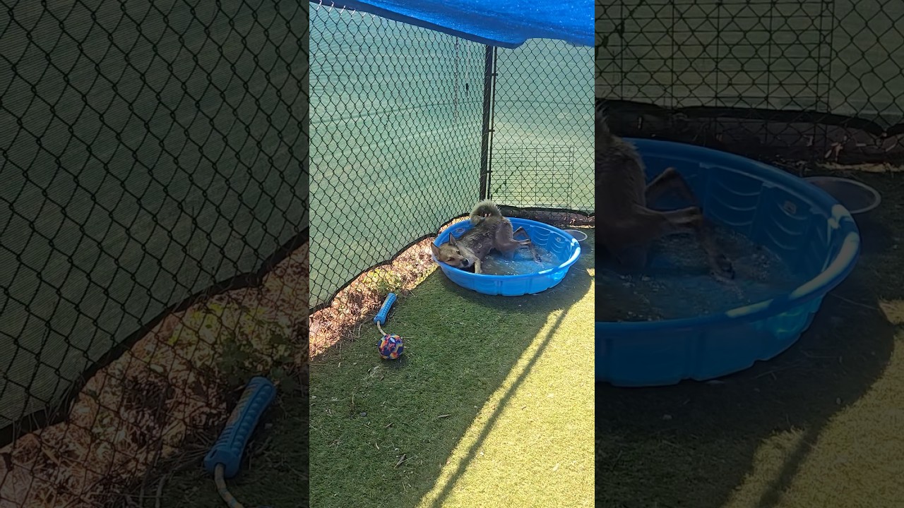 Enlarge Apollo, a Adoptable Shepherd in Flagstaff, AZ video 6/6