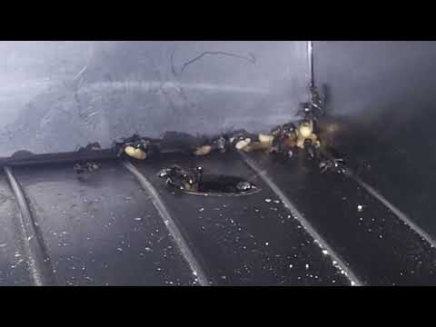 Mailbox Infested with Carpenter Ants in Titusville, NJ