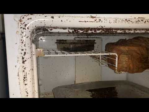 Fruit Flies Take Over Broken Fridge in Bernardsville, NJ