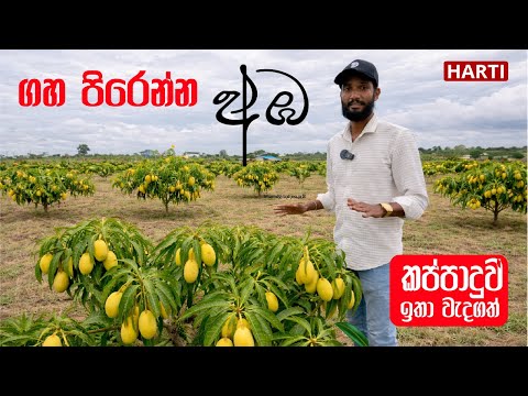 ගහ පිරෙන්න අඹ හදන්න කප්පාදුව ඉතා වැදගත් | TJC අඹ වගාව | HARTI