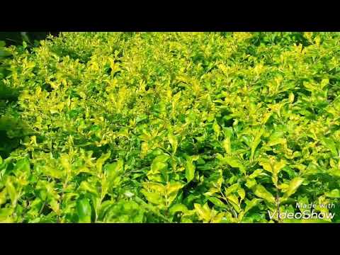 How to grow & care duranta gold plant