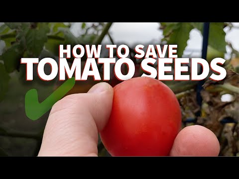 How To Save Tomato Seeds - the best way