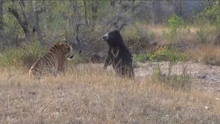 hungry tiger vs sloth bear confront attack stalking tiger video 