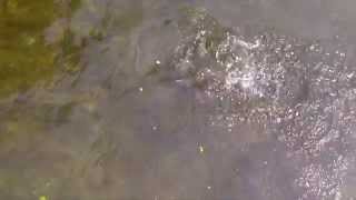 preview picture of video 'Feeding Trout in the River Anton at Goodworth Clatford'