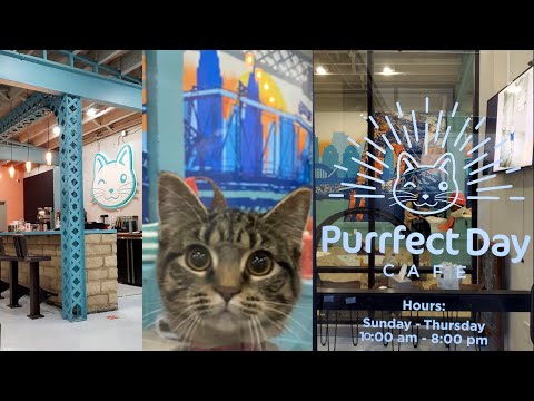 Purrfect Day Cafe - Covington, Ky - Cool Cat Cafe - Purr, Play, Sip!