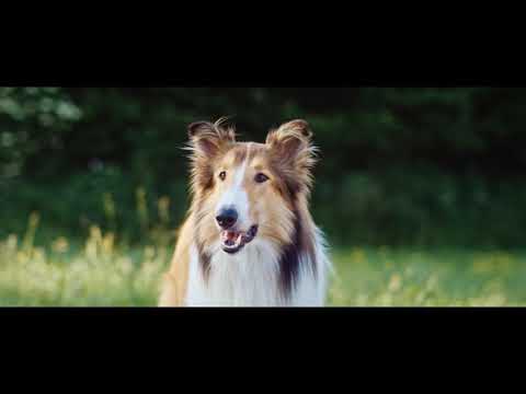 Tráiler Lassie vuelve a casa 2020