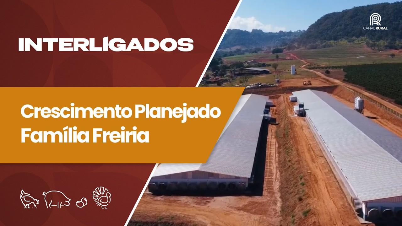 Expansão na avicultura: planejamento, tecnologia e gestão são essenciais para crescer | Interligados