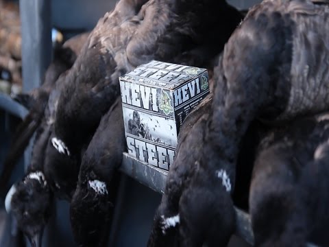 HEVI Metal Shot Gun Ammunition Product Review