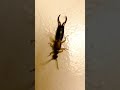 YES!! Earwigs do enter the ear and cause ear discomfort!!🙀🙀🙀🙀